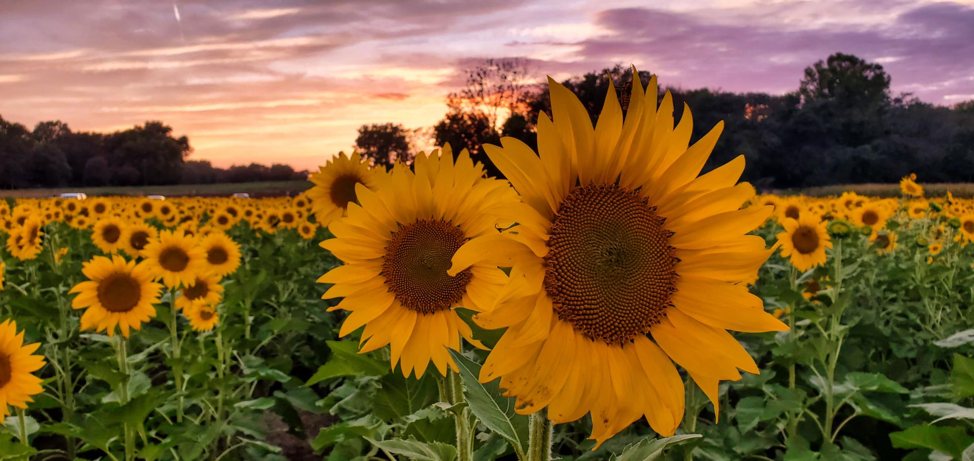 Sunflowers